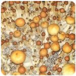 Псилоцибиновые (галлюциногенные)  грибы Psilocybin "Golden Teacher" в Улан-Удэ